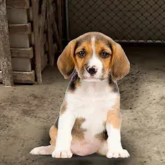 Взлом My Pet Animal Shelter World  [МОД Menu] - полная версия apk на Андроид