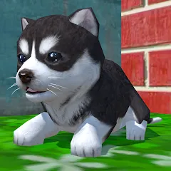 Взломанная Cute Pocket Puppy 3D (Сьют Покет Паппи 3Д)  [МОД Бесконечные деньги] - последняя версия apk на Андроид